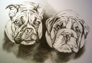 Tierportraits, handgezeichnet nach Foto