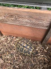 Griechische Landschildkröten 11 Stück Testudo hermanni Zubehör komplett Aufgabe