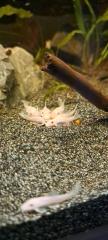 L144 Schneewittchen welse