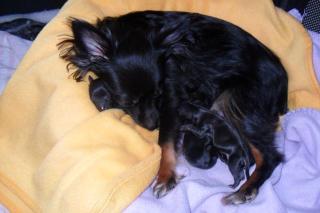 Chihuahua Welpen Braun