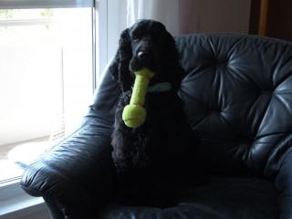 Cockerspaniel-Rüde 2 Jahre