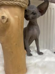 Canadian Sphynx Kätzchen