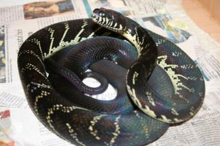 Morelia boeleni, viridis bredli, Angola Python