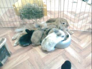 3 Bunte Löwenkopf/Zwergkaninchen suchen liebevolles Zuhause