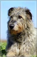 Irish Wolfhound o. P hat noch Termine frei