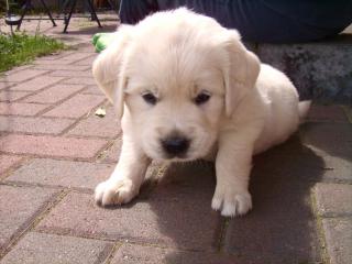 Kleiner süßer, verspielter Golden Retriever Welpe