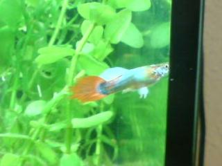 Dringent Guppies abzugeben