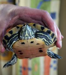 2 Wasserschildkröten zu verkaufen