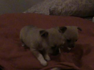 2 süße Chihuahuawelpen abzugeben