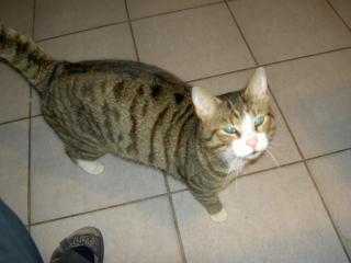 Kater entlaufen in Bremen- Rönnebeck
