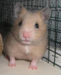 Hamster Goldhamsterbabies abzugeben Hamsterzucht Picobello