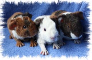 Rassemeerschweinchen aus liebevoller Hobbyzucht