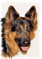 Altdeutsche Schäferhundwelpen im November 08