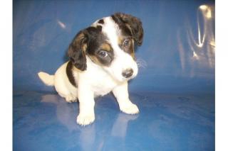 Süßer Cocker Spaniel - Jack Russel Mix Welpe abzugeben