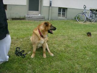 Suche liebevolle Betreuung für meinen kleinen Riesen