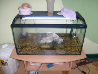 Mississippi Höckerschildkröte Aquarium und mehr