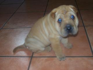 Shar Pei Welpe Weibchen