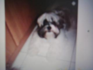 Shih Tzu Malteser Rüde 6 Monate