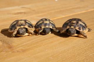 Junge Landschildkröten