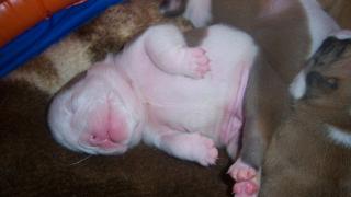 Englische Bulldogge, wir haben Welpen abzugeben, seriöse Zucht