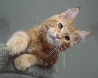 Maine Coon Katerchen mit Schmuseabitur