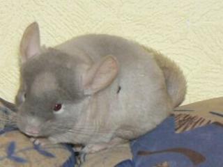 Chinchilla Nachwuchs