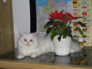 Perser Deckkater