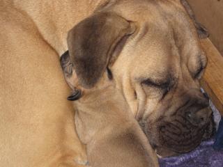 Cane Corso old english Mastiff Mix