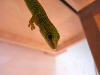0. 0. 6 Madagaskar Grandis Gecko - High Red - NZ 06/09