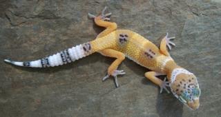 3 Leopardgeckos Hypo/Superhypo Terrarium