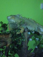 Pancho sucht neues zuhause