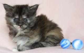Wunderschönes Maine Coon Mädchen in seltener Farbe