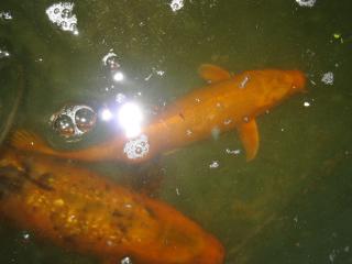 Koi - Ogon, gelb orange, 35cm, je 50, -Euro, Ginrin 45cm, 80, -Euro