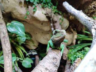 Physignathus cocincinus - Grüne Wasseragame 1. 0
