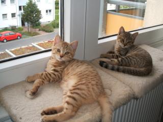 BKH-Prinzessinnen in extrem seltener Farbe cinnamon