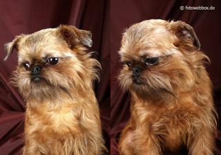 Brüssler Griffon, Griffon Bruxellois, Zwerggriffon