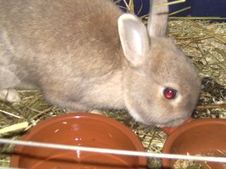 Kaninchen aus dem Tierschutz