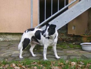Mischlings-Hündin aus ungarischer Tötungsstation sucht liebevolles Zuhause