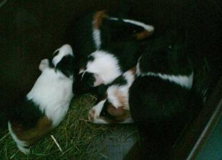 5 süße Meerschweinchen suchen ein neues Zuhause