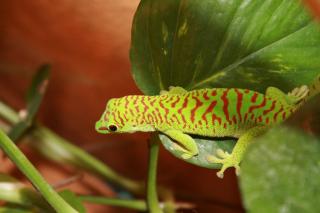 2, 2 Phelsuma Mad Grandis High Red suchen neues Zuhause