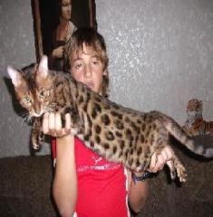 Bengal Kater