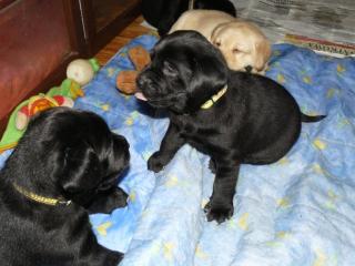 Wunderschöne Reinrassige Labradorwelpen