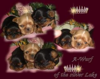 English toy spaniel