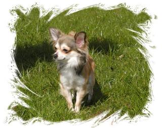 Chihuahua Deckrüde