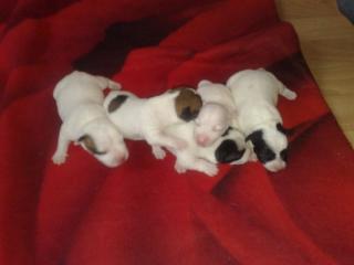 Jack-Russel-Babies 11. 08. 09