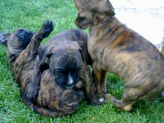 Ich verkaufe boxer welpen