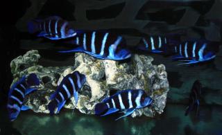 1/8 Blue Zaire Kitumba Frontigruppe