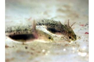 AXOLOTL Ambystoma mexicanum