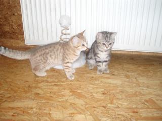 Achtung Kleine Tiger BKH in Golden Tabby