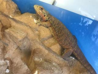 Seltene Bartagame mit Terrarium